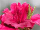 USA-Washington State Rhododendron flower Art Print